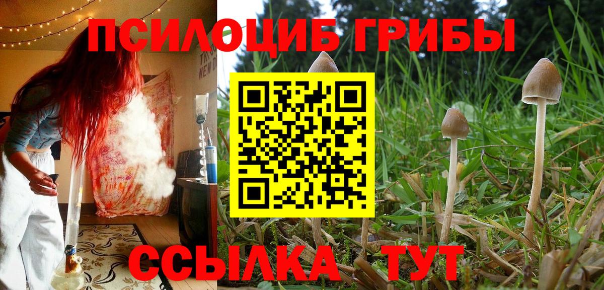 Псилоцибиновые грибы Cubensis Дербент